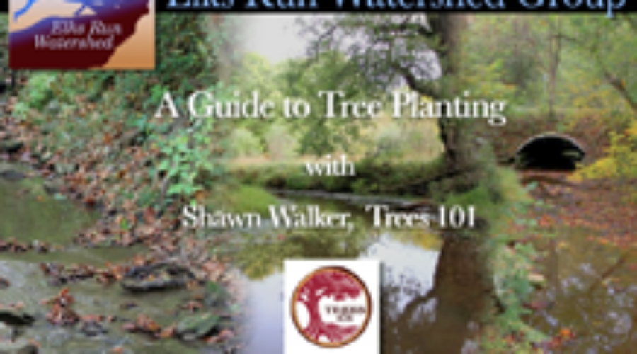 A Guide to Tree Planting (video)