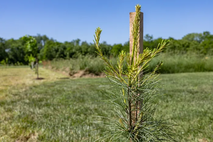 Restoring Roots and Resilience at Sam Michael’s Park