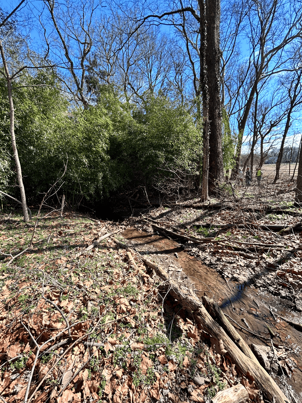 Woodland habitat in the Elks Run watershed